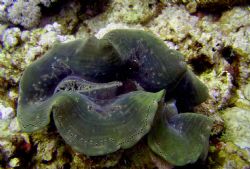Sea Clam by Ryan Stafford 